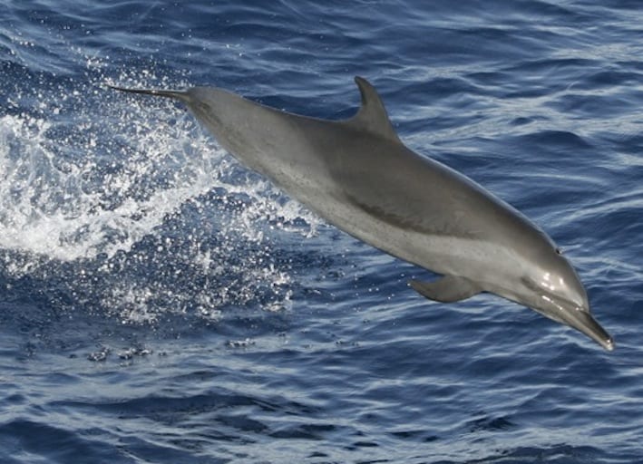 delfin_NOAAFisheries