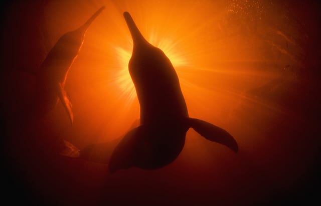 delfines amazonas Schafer