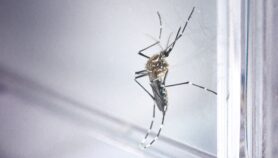 Brasil: hallan mosquito con cepa africana de chikungunya