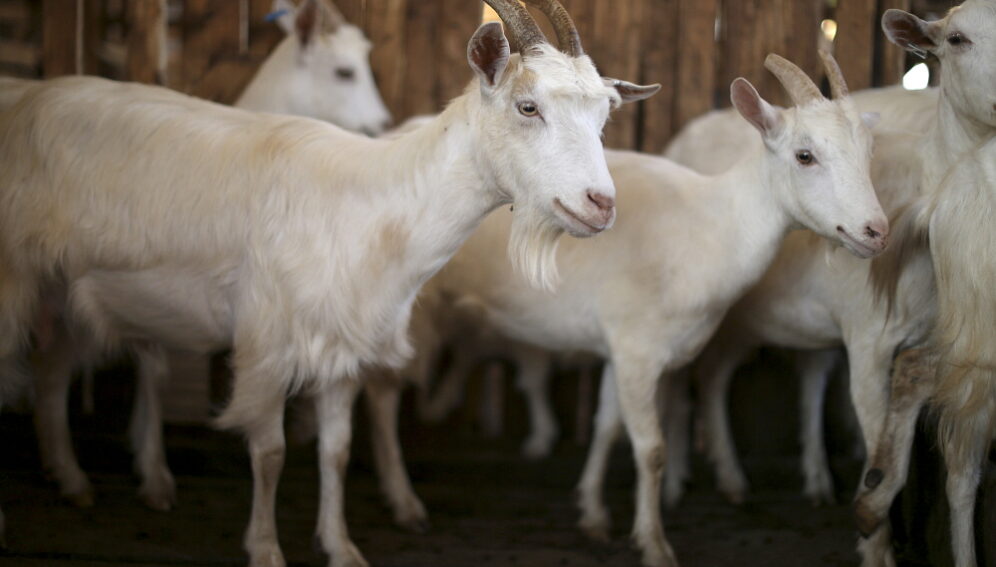 goats by panos