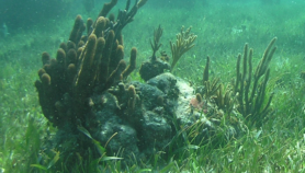 Algunos corales sí resisten altas temperaturas del mar