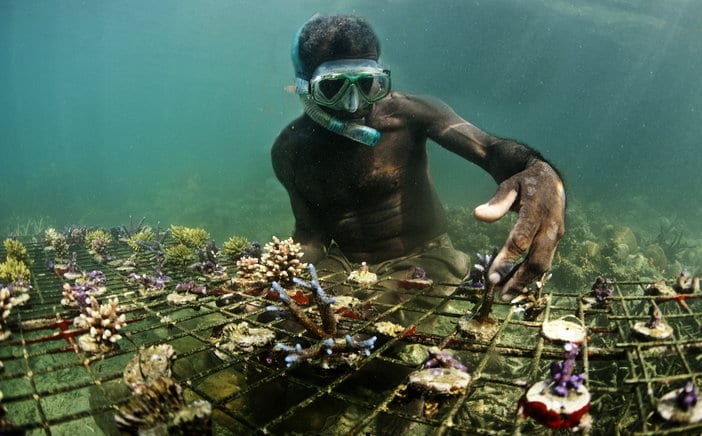 Harvesting Coral_James Morgan_Panos