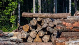 Científicos identifican sistema usado en tala ilegal de Amazonía