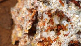 Hallan potencial antibiótico en hormigas de Costa Rica