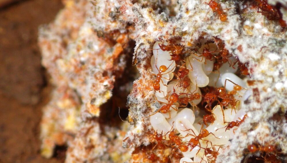 hormigas-CostaRica-CarlosLdelaRosa.jpg