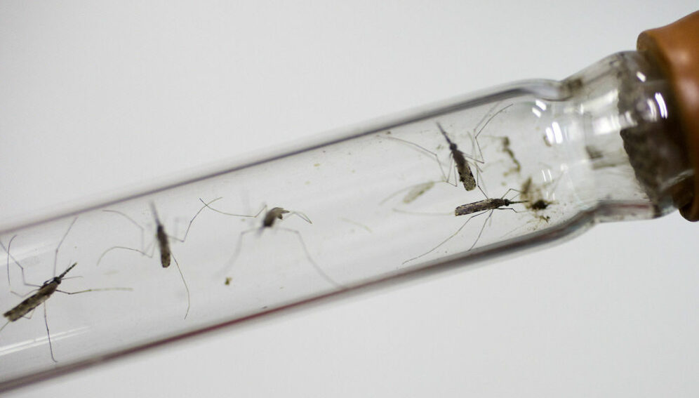 Live mosquitos in a test tube at a laboratory in the National Center for Parasitology