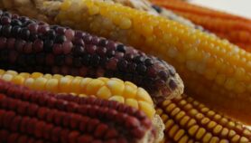 Evolución del maíz: un viaje fabuloso por las Américas