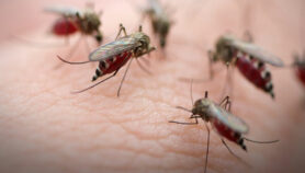 México prepara el camino para eliminar la malaria