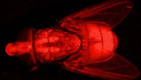 Insectos macho transgénicos para combatir plaga ganadera