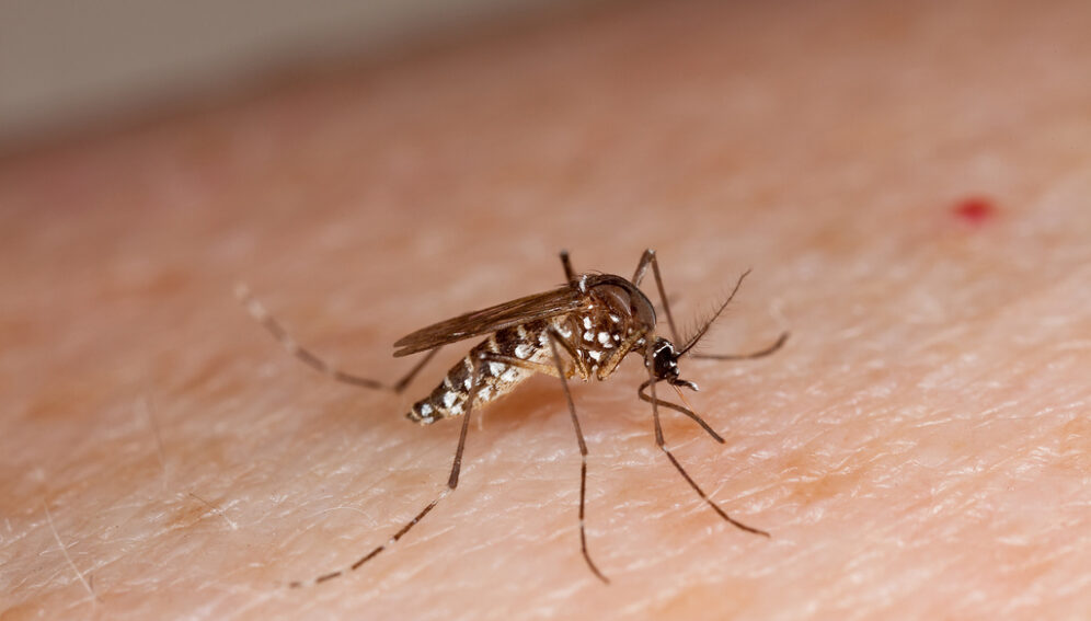 mosquito_USDAgov_flickr.jpg
