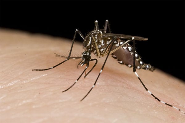 Mosquito aedes wikipedia