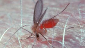 Parásito Leishmania fortalece al insecto vector