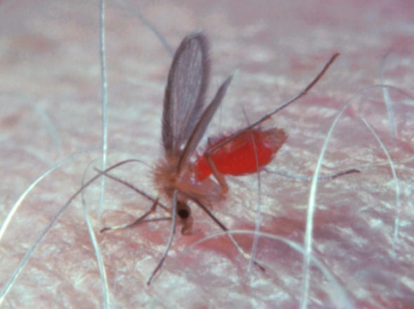 mosquito_flebotomo_AFPMB_Edgar Rowton_flickr.jpg