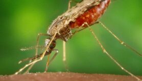 Estudio advierte sobre evolución de cepa común de malaria