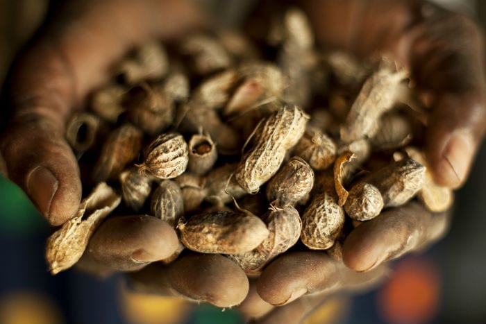 Peanut crops.jpg