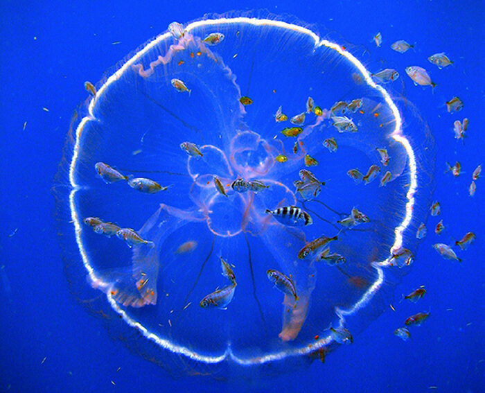 peces y medusa NOAA