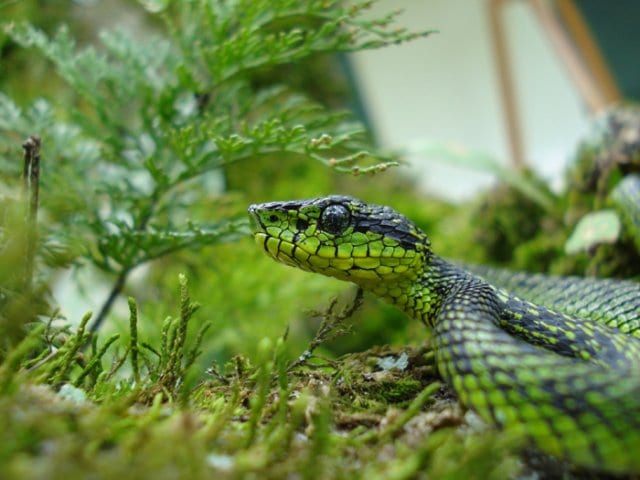 serpiente by clodomiro picado