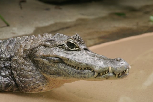 Spectacled_Caiman St Louis Zoo Robert Lawton Wikipedia