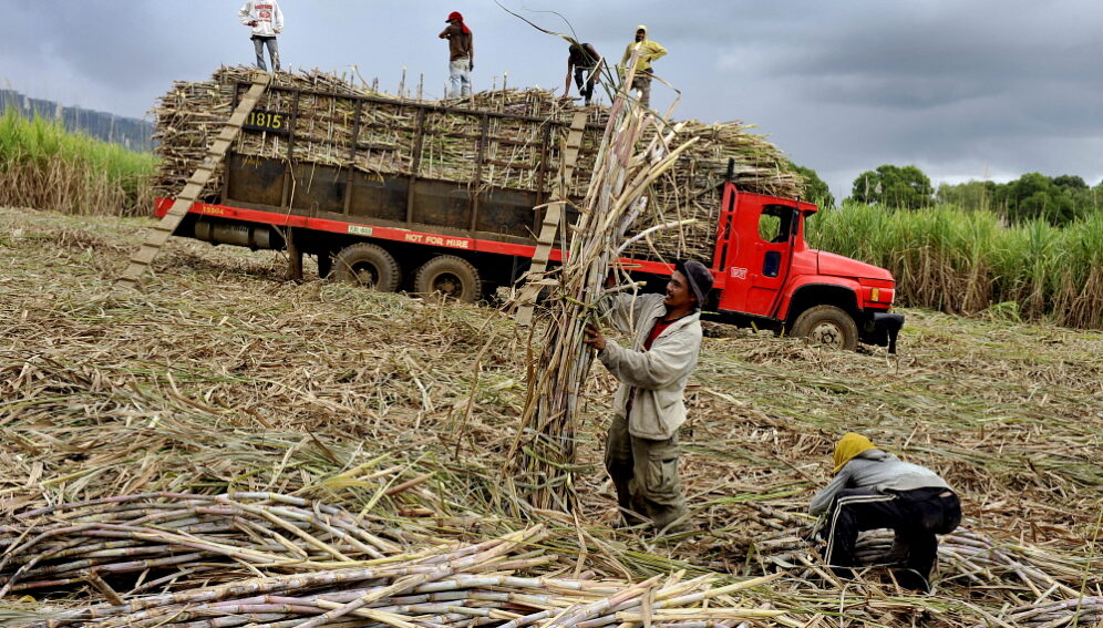 Sugar cane workers Chris Stowers Panos.jpg