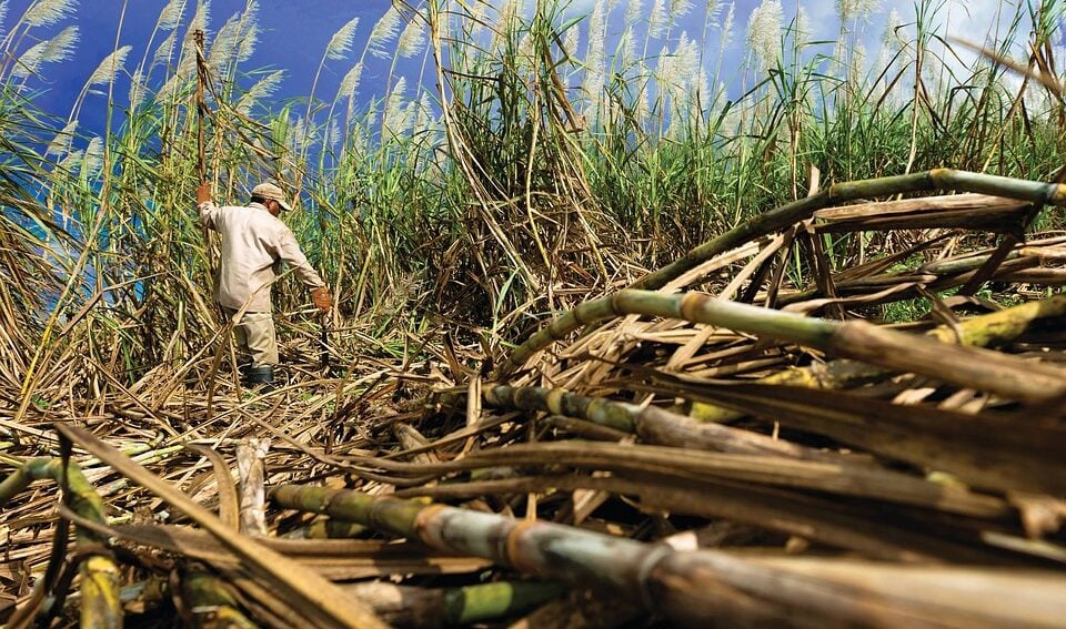 sugarcane by pixabay