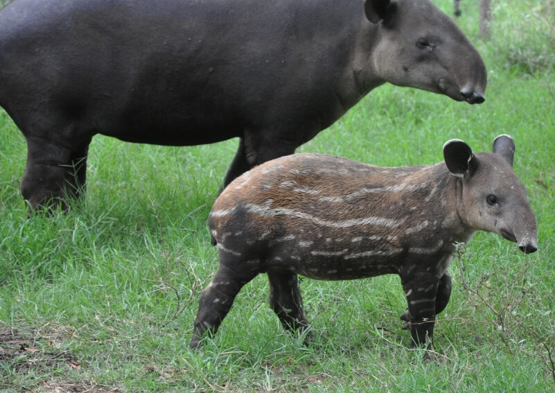 tapir 2
