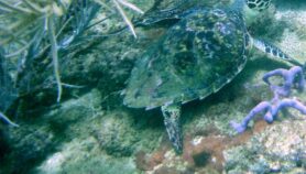 Tortugas marinas caribeñas: ¿valen más vivas o muertas?