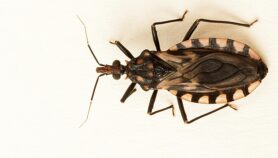 Aplicación ayuda a identificar vectores de mal de Chagas