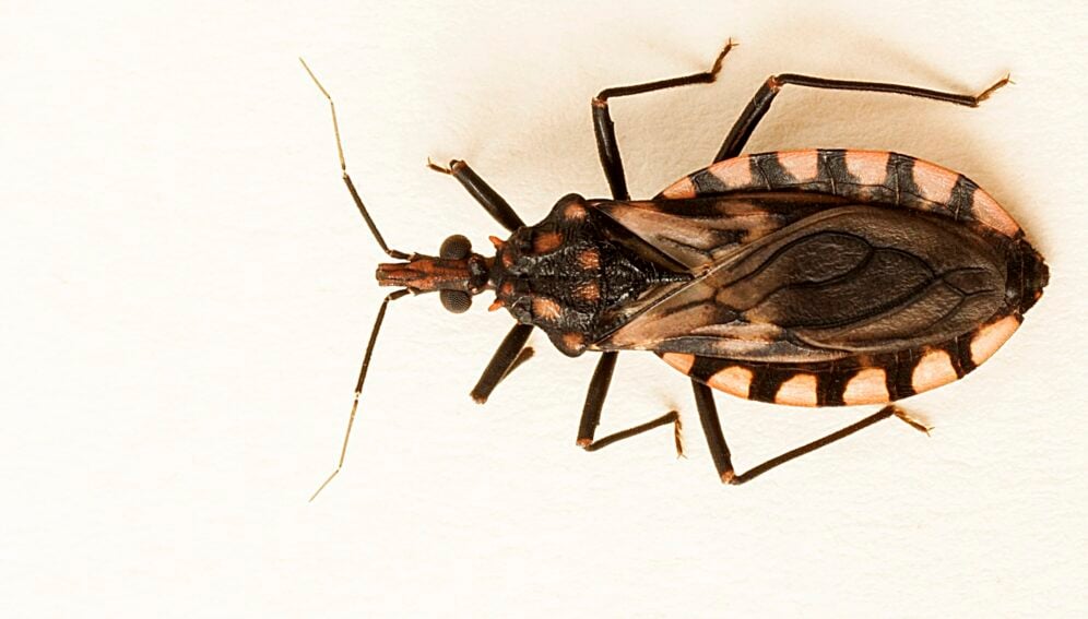 Triatomas Pseudomaculata fe0302mea_CyroJose0301Soares