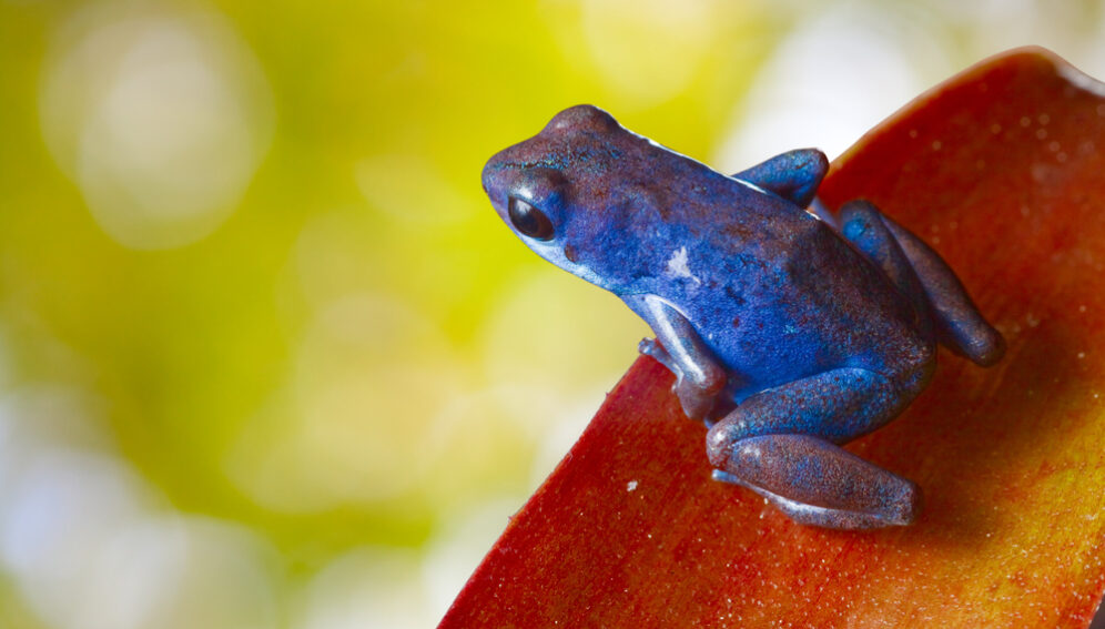 Tropical Frog_Flickr_Ecocircuitos Panama