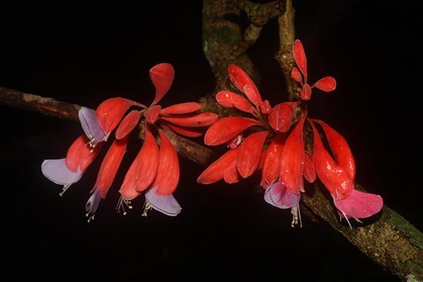 Uleanthus erythrinoides by cardoso