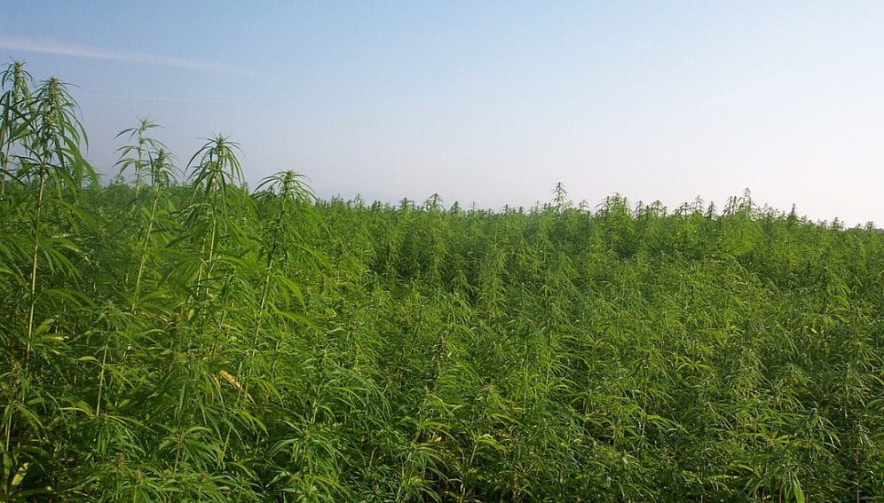 1080px-Industrialhemp