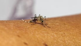 Investigación sobre mosquitos transgénicos en el foco de la polémica