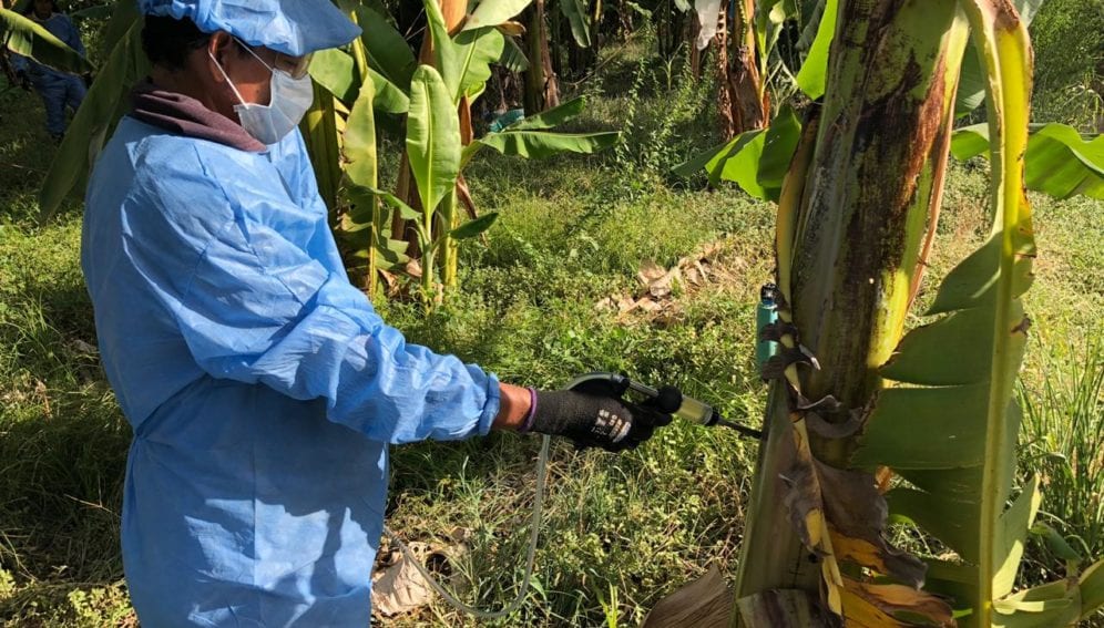 inspecciÃ³n cultivos banano TR4 by Instituto Colombiano Agropecuario