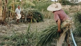 En el Brasil rural, enfermedades crónicas más frecuentes en agricultores
