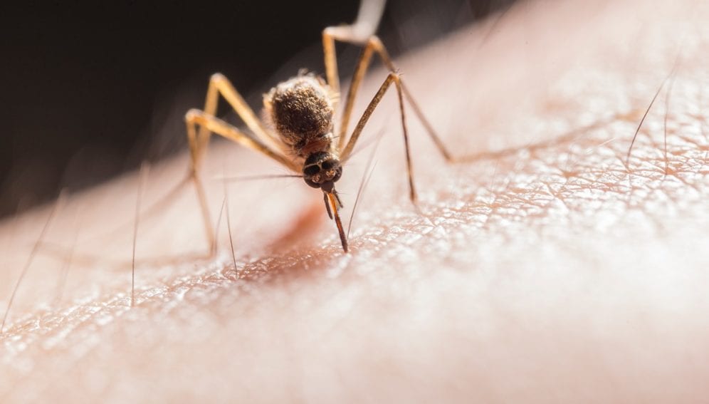 mosquito-biting-on-skin-2382223