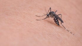 Abuso de piretroides aumenta resistencia de Aedes aegypti