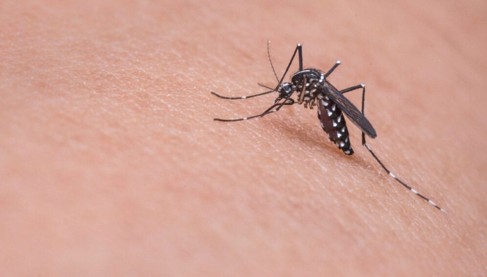 Aedes aegypti