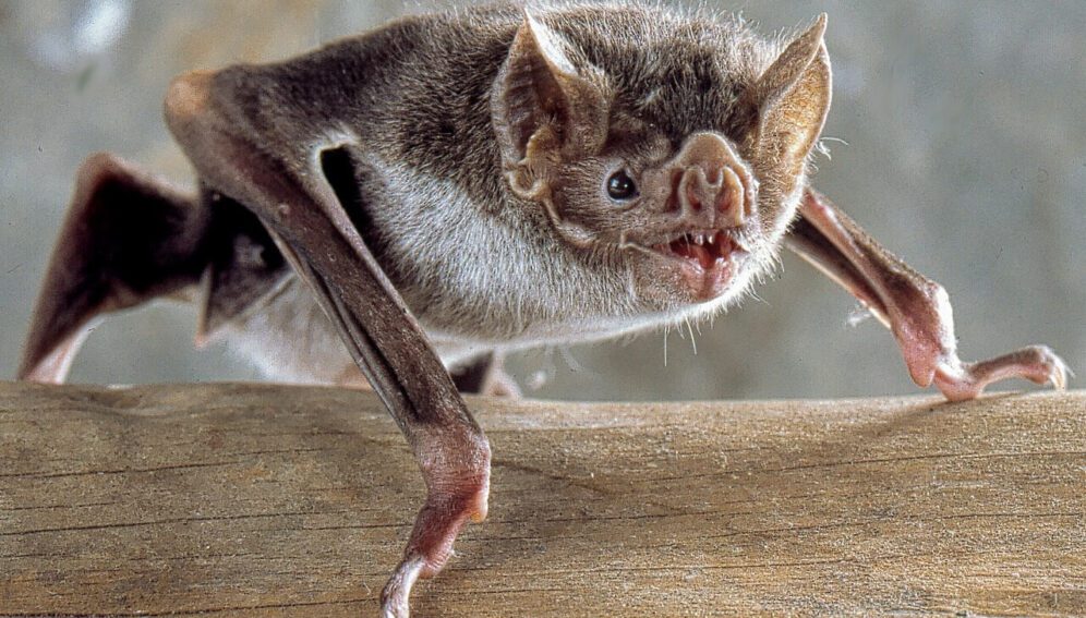Chagas murcielagos
