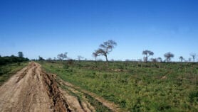 Observan amplia degradación en el Gran Chaco