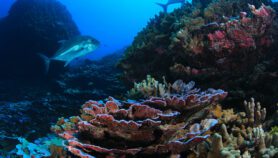Fenómeno El Niño, otra amenaza para los arrecifes de coral