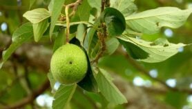 Colombia, posible centro temprano de agricultura en América