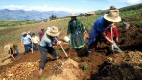 Agricultura familiar andina requiere más apoyo de políticas públicas