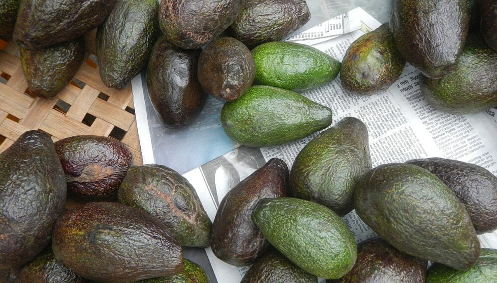 aguacate1