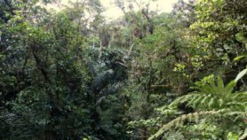 Urge preservar la diversidad forestal en Sudamérica