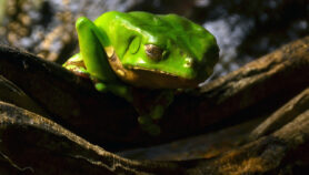 Indicios de biopiratería en patentes sobre secreción de rana del Amazonas