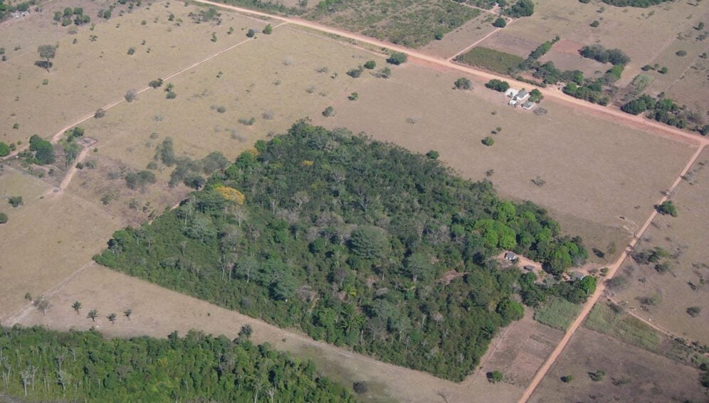 bosques aislados 1
