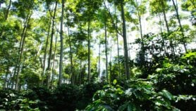 Cultivo de café bajo sombra aumenta resiliencia de cafetales