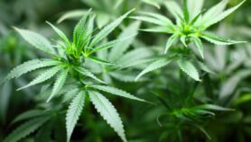 Panamá legaliza el cannabis para uso medicinal y terapéutico