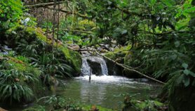 Compensaciones de carbono: insuficientes en bosques tropicales
