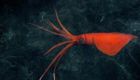 Rumbo a la protección de cordilleras submarinas del Pacífico